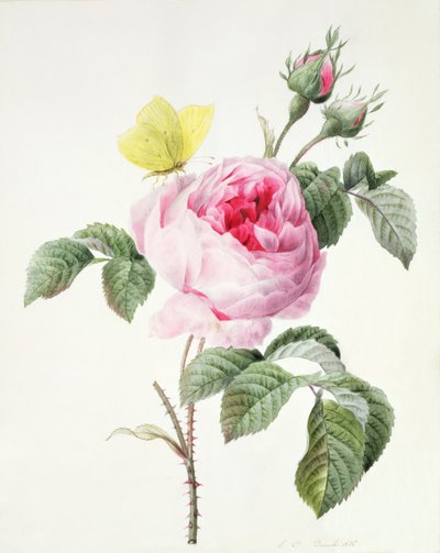 PD.107-1973.f11 Rosa Rose mit Knospen und einem Zitronenfalter, 1826 von Louise DOrleans